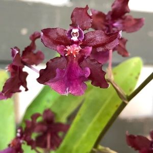 Meet your Posher, Janeth